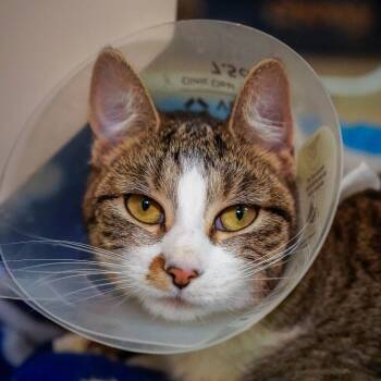 Domestic Short Hair Cats Available for Adoption - Gizmo | PetCurious