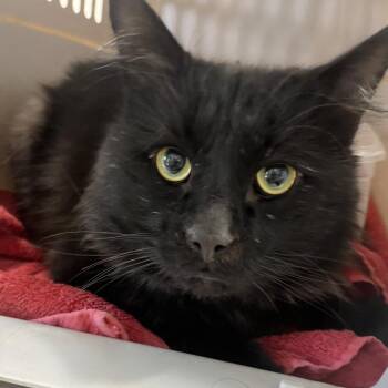 Domestic Medium Hair Cats Available for Adoption - Herk | PetCurious