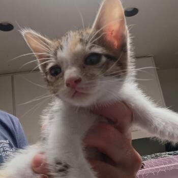 Domestic Short Hair Cats Available for Adoption in Dallas, Texas - Naples | PetCurious