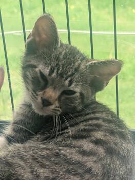 Osborne -  Domestic Short Hair Cat for Adoption in Fennville, Michigan - Osborne | PetCurious