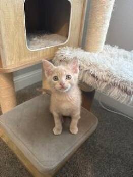 Tabby Cats Available for Adoption - Arnold | PetCurious