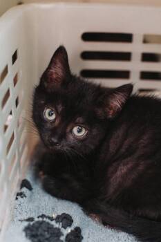 92995A Barclay -  Domestic Short Hair Cat for Adoption in North Charleston, South Carolina - 92995A Barclay | PetCurious