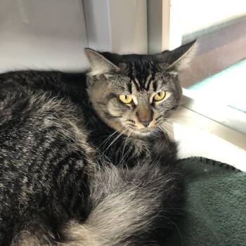 Rescue Domestic Medium Hair Cats for Adoption in Salisbury, Massachusetts - Speed Racer | PetCurious