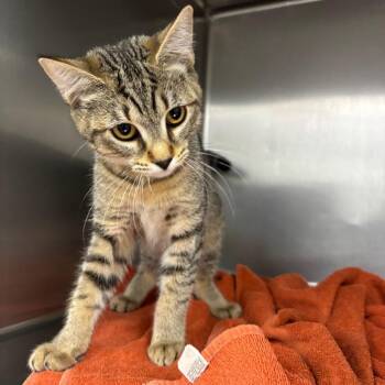Poppy -  Domestic Short Hair Cat for Adoption in Spokane, Washington - Poppy | PetCurious