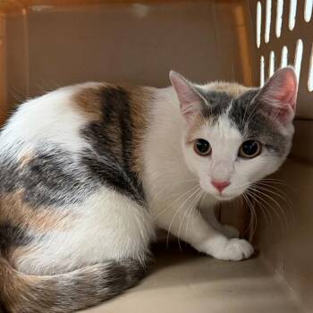Domestic Short Hair Cats Available for Adoption in Des Moines, Iowa - Greta | PetCurious