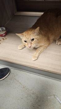 Cheeto -  Domestic Short Hair Cat for Adoption in Bossier City, Louisiana - Cheeto | PetCurious