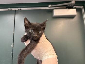 Domestic Short Hair Cats Available for Adoption in Thousand Palms, California - SNAIL | PetCurious
