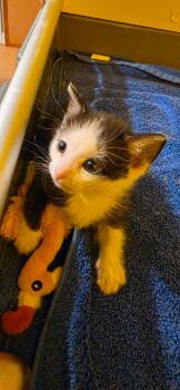 Kros -  Domestic Short Hair Cat for Adoption in Kenosha, Wisconsin - Kros | PetCurious