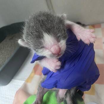 Puffer -  Domestic Short Hair Cat for Adoption in Duncan, Oklahoma - Puffer | PetCurious