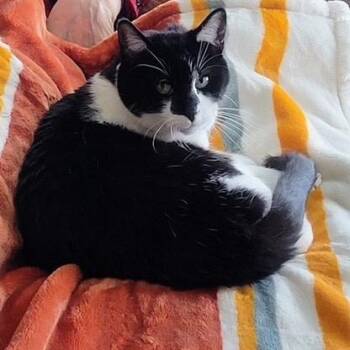 Socks -  Domestic Short Hair Cat for Adoption in Granville, Ohio - Socks | PetCurious