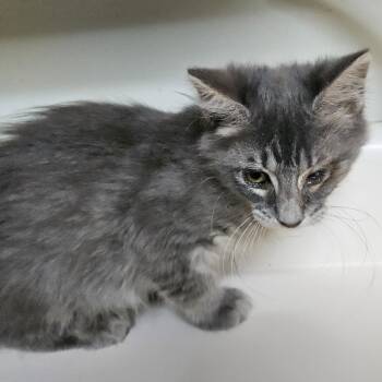 Hallie -  Domestic Medium Hair Cat for Adoption in Dyersburg, Tennessee - Hallie | PetCurious