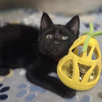 Batty Boop -  Domestic Short Hair Cat for Adoption in Westland, Michigan - Batty Boop | PetCurious
