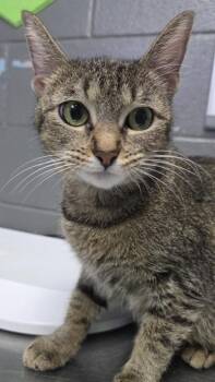 Natasha Romanoff -  Domestic Short Hair Cat for Adoption in Fort Worth, Texas - Natasha Romanoff | PetCurious
