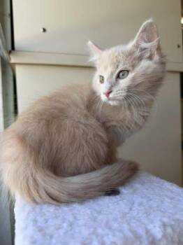 Domestic Short Hair Cats Available for Adoption in Scottsbluff, Nebraska - Butters | PetCurious
