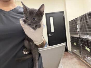 ZERO -  Domestic Short Hair Cat for Adoption in Santa Fe, New Mexico - ZERO | PetCurious