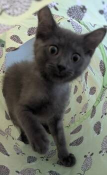 Langston -  Domestic Short Hair Cat for Adoption in Cape Coral, Florida - Langston | PetCurious