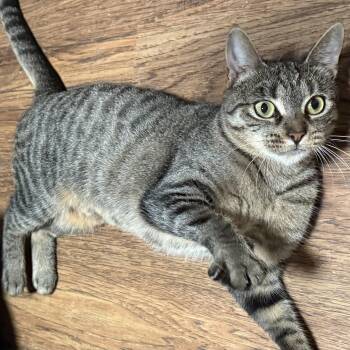 Rescue Domestic Short Hair Cats for Adoption in Buffalo, New York - Cheetah | PetCurious