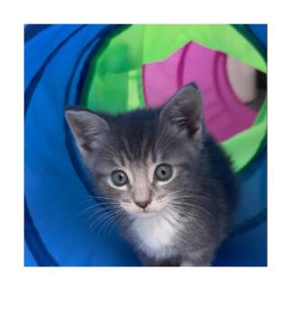 Domestic Short Hair Cats Available for Adoption - Solo | PetCurious