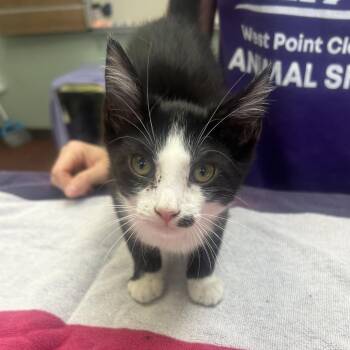 Timone -  Domestic Short Hair Cat for Adoption in West Point, Mississippi - Timone | PetCurious