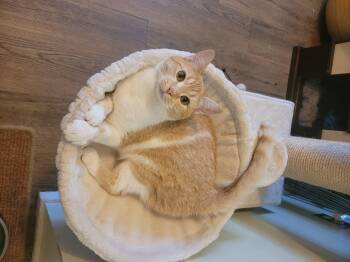 Birdie -  Domestic Short Hair Cat for Adoption in Vancouver, British Columbia - Birdie | PetCurious