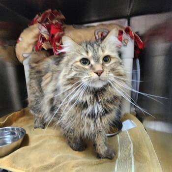 Willow Billow -  Domestic Medium Hair Cat for Adoption in Walker, Michigan - Willow Billow | PetCurious