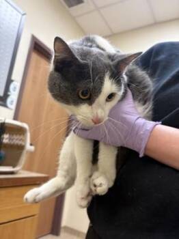 Domestic Short Hair Cats Available for Adoption in West Chester, Pennsylvania - Ben | PetCurious