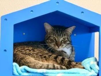 Henry -  Domestic Short Hair Cat Available for Adoption in Winter Haven, Florida - Henry | PetCurious
