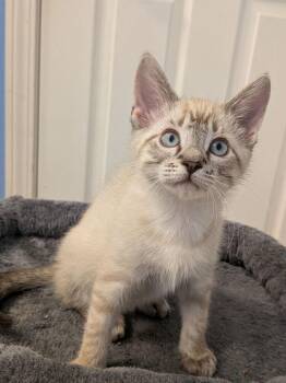 Casper H -  Siamese Cat for Adoption in Cary, North Carolina - Casper H | PetCurious