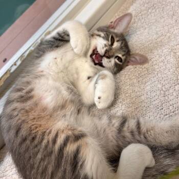 Mungo -  Domestic Short Hair Cat for Adoption in Fresno, California - Mungo | PetCurious