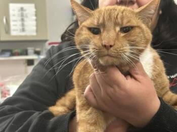 Domestic Short Hair Cats Available for Adoption - Simba | PetCurious