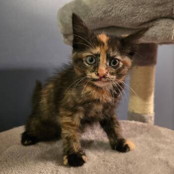 Cranberry -  Tortoiseshell and Domestic Short Hair Cat for Adoption in Mastic, New York - Cranberry | PetCurious