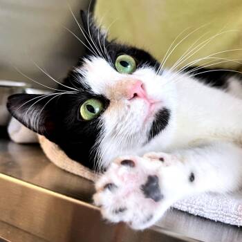 Domestic Short Hair Cats Available for Adoption in Pittsburgh, Pennsylvania - Sciel | PetCurious