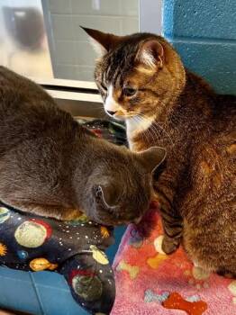 Domestic Short Hair Cats Available for Adoption - Squirrel (BONDED) | PetCurious
