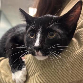 HoneyComb -  Domestic Short Hair Cat for Adoption in Lenexa, Kansas - HoneyComb | PetCurious