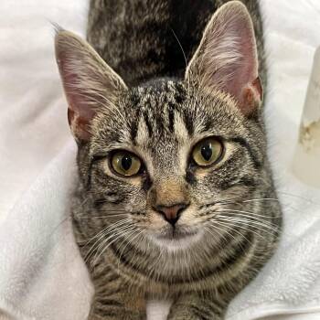 Nirvana -  Domestic Short Hair Cat for Adoption in Fairmont, West Virginia - Nirvana | PetCurious