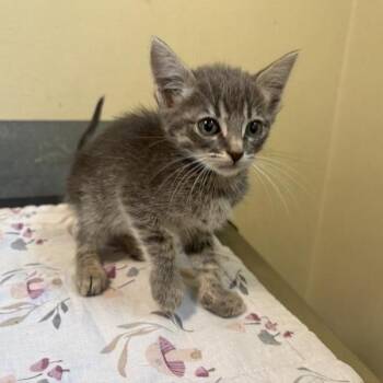 Sporty -  Domestic Short Hair Cat for Adoption in Pasadena, California - Sporty | PetCurious