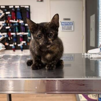 Unicorn -  Domestic Short Hair Cat for Adoption in Livingston, Texas - Unicorn | PetCurious