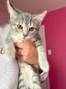 Dylan -  Tabby Cat for Adoption in San Antonio, Texas - Dylan | PetCurious