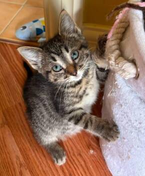 Tite Toutoune -  Domestic Short Hair Cat for Adoption in Sainte-martine, Quebec - Tite Toutoune | PetCurious