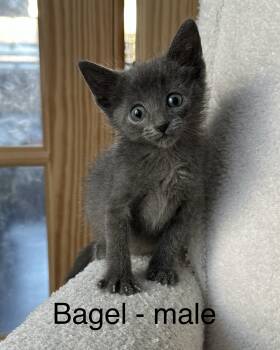 Rescue Domestic Medium Hair Cats for Adoption in Crystal Lake, Illinois - Bagel | PetCurious