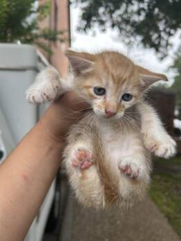 Domestic Short Hair Cats Available for Adoption in Houston, Texas - A654885 | PetCurious