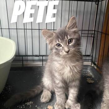Pete -  Domestic Medium Hair and Extra Toes Cat Hemingway Polydactyl Cat for Adoption in Springfield, Illinois - Pete | PetCurious
