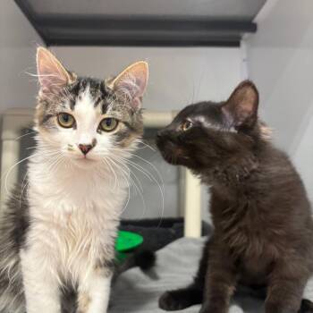 Cobweb -  Domestic Short Hair Cat for Adoption in Puslinch, Ontario - Cobweb | PetCurious
