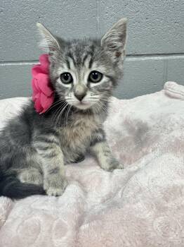 Gorgeous Gabi -  Tabby and Domestic Short Hair Cat for Adoption in Burlington, North Carolina - Gorgeous Gabi | PetCurious