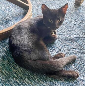 Dewey -  Domestic Short Hair Cat for Adoption in Pompano Beach, Florida - Dewey | PetCurious