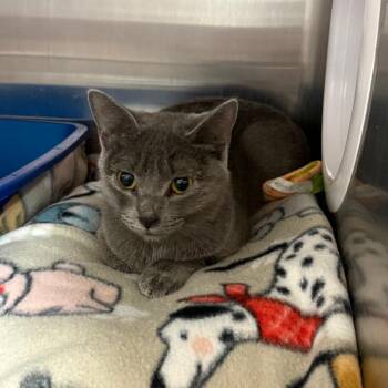 Lily -  Domestic Short Hair Cat for Adoption in Kanab, Utah - Lily | PetCurious