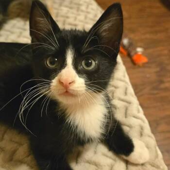 Helio -  Domestic Short Hair Cat for Adoption in Saint Charles, Missouri - Helio | PetCurious
