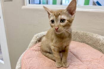 Argo -  Domestic Short Hair Cat for Adoption in Fountain Hills, Arizona - Argo | PetCurious