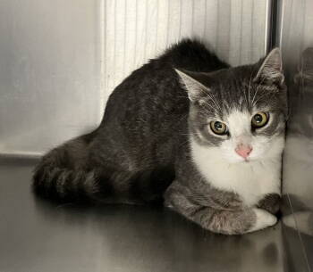 Rescue Domestic Short Hair Cats for Adoption in Mitchell, South Dakota - Hank - Gray & White Cat In Foster Care | PetCurious