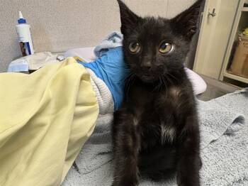 DONNA -  Domestic Short Hair Cat for Adoption in Kent, Washington - DONNA | PetCurious